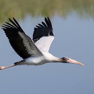 woodstork2sm.jpg