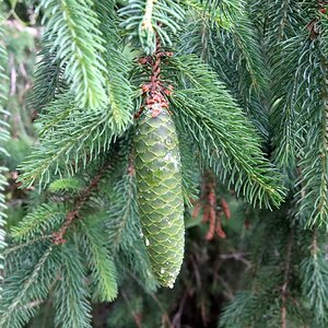 IMG_1772_Pinecone.jpg
