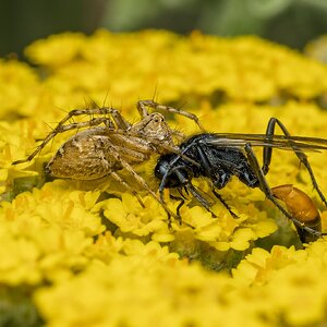 SpiderandWasp-250523-2.jpg
