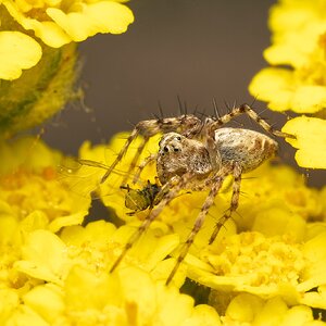 Aphid lunch-250523.jpg