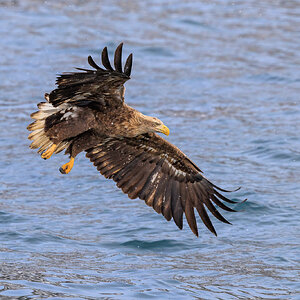 WTEagle-250211-2.jpg
