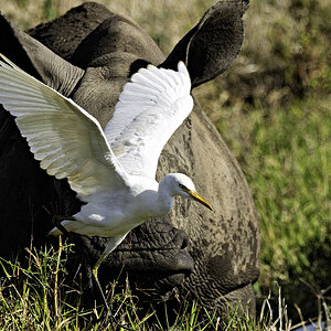 Cattle Egret, Lewa, Kenya-2.jpg
