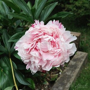 Peonies-1.jpg