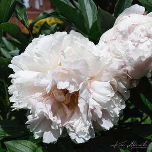 Peonies-2.jpg