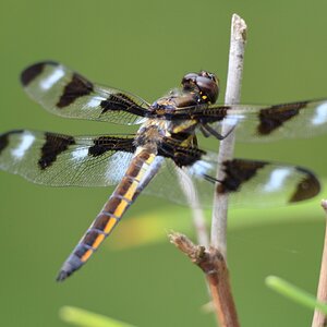 IMG_0369_Dragonfly_06212025.jpeg