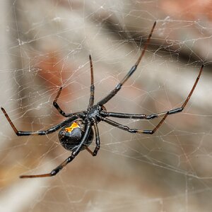 BlackWidow-250524-2.jpg