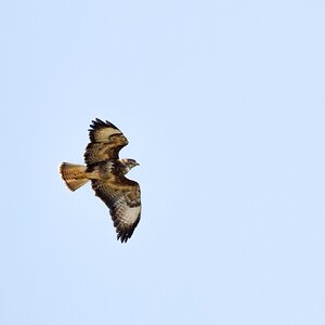 2025-06-23_AlverValley-Buzzard.jpg
