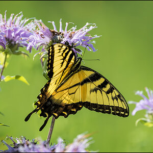 Eastern tiger swallowtail.jpg