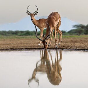 Impalas at waterhole, Shompole, Kenya.jpg