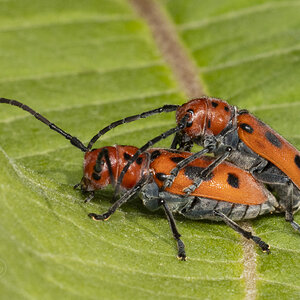 R7_E7354 Milkweed Beetles.jpg