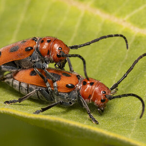 R7_E7361 Milkweed Beetles.jpg