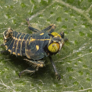 R7_E7166 Leafhopper nymph.jpg