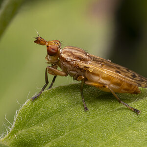 R7_E7215 Marsh Fly.jpg