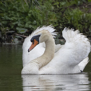 R7_E7688 Mute Swan.jpg
