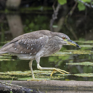 R7_E7781 Black-crowned Night Heron juvi.jpg