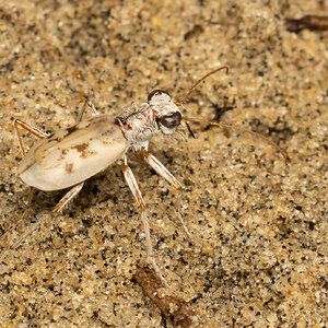 R7_E8085 Ghost Tiger Beetle.jpg