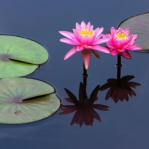 waterlilyinthepinkv5small.jpg