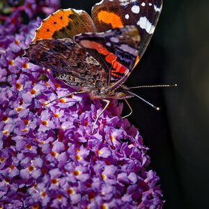 Red Admiral