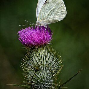 Large White