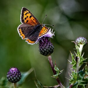 Small Copper