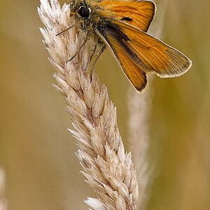 Small Skipper