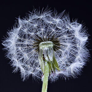 [mp] Easter Dandelion.jpg