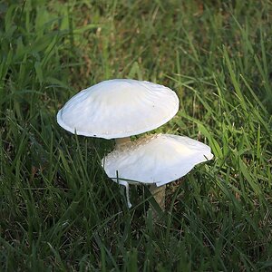 IMG_2267_Fungus.jpg