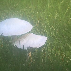 IMG_2259_Foggy_Fungus.jpg
