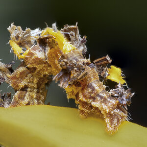 R7_E8268-69 Wavy-lined Emerald Moth - Camouflaged looper Stack.jpg