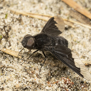 R7_E8209 Black-banded Bee Fly.jpg