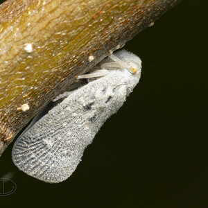 R7_E8307 Citrus Flatid Planthopper.jpg