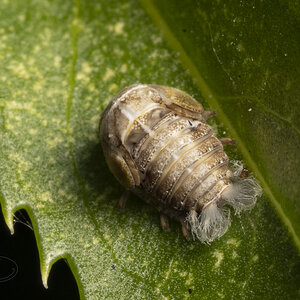 R7_E8322 Planthopper nymph.jpg