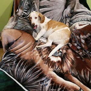 Waffles checking back.jpg