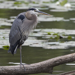 R7_E7757 Great Blue Heron.jpg