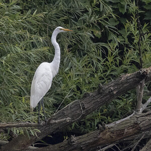 R7_E7808 Great Egret-Edit.jpg