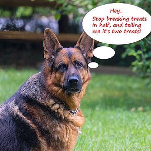 fritz talk treat.jpg