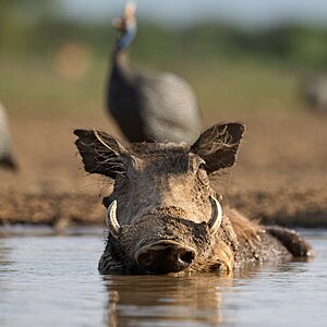Warthog Bath, Shompole, Kenya.jpg