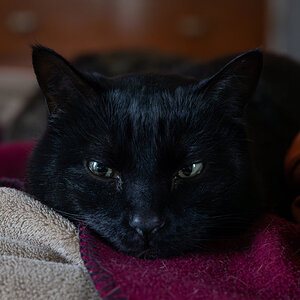 Salem Watching Me-2.jpg