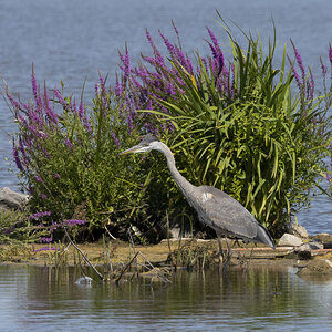 R7_E9011 Great Blue Heron.jpg