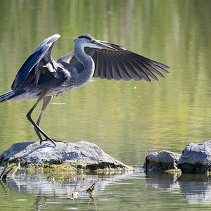 R7_E8927 Great Blue Heron.jpg