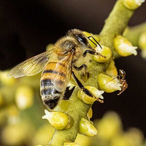 Abejita en flor de palma R7 y V1_30A2264.jpg