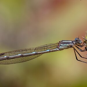 2022_12_18 Damsel Fly Macro 1080.jpg