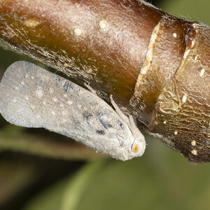 R7_E9088 Citrus Flatid Planthopper.jpg