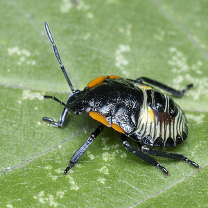 R7_E9057 Green Stink Bug nymph.jpg