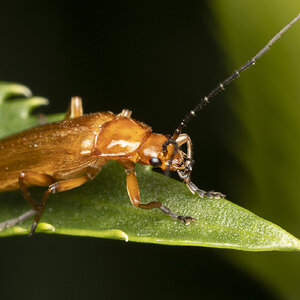 R7_E9068 Red Soldier Beetle.jpg