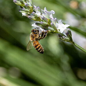 Lavender Busy Bee-20.jpg