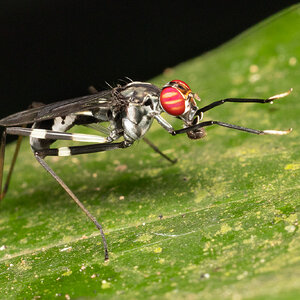 R7_D9265 Stilt-legged Fly.jpg