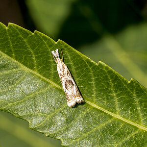 5249_Paint Brush Moth.jpg