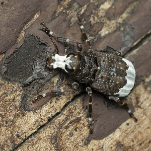 R7_E9169 Fungus Weevil.jpg