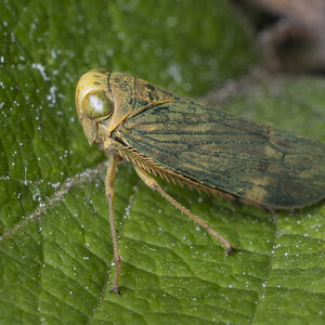 R7_E9263 Leafhopper.jpg